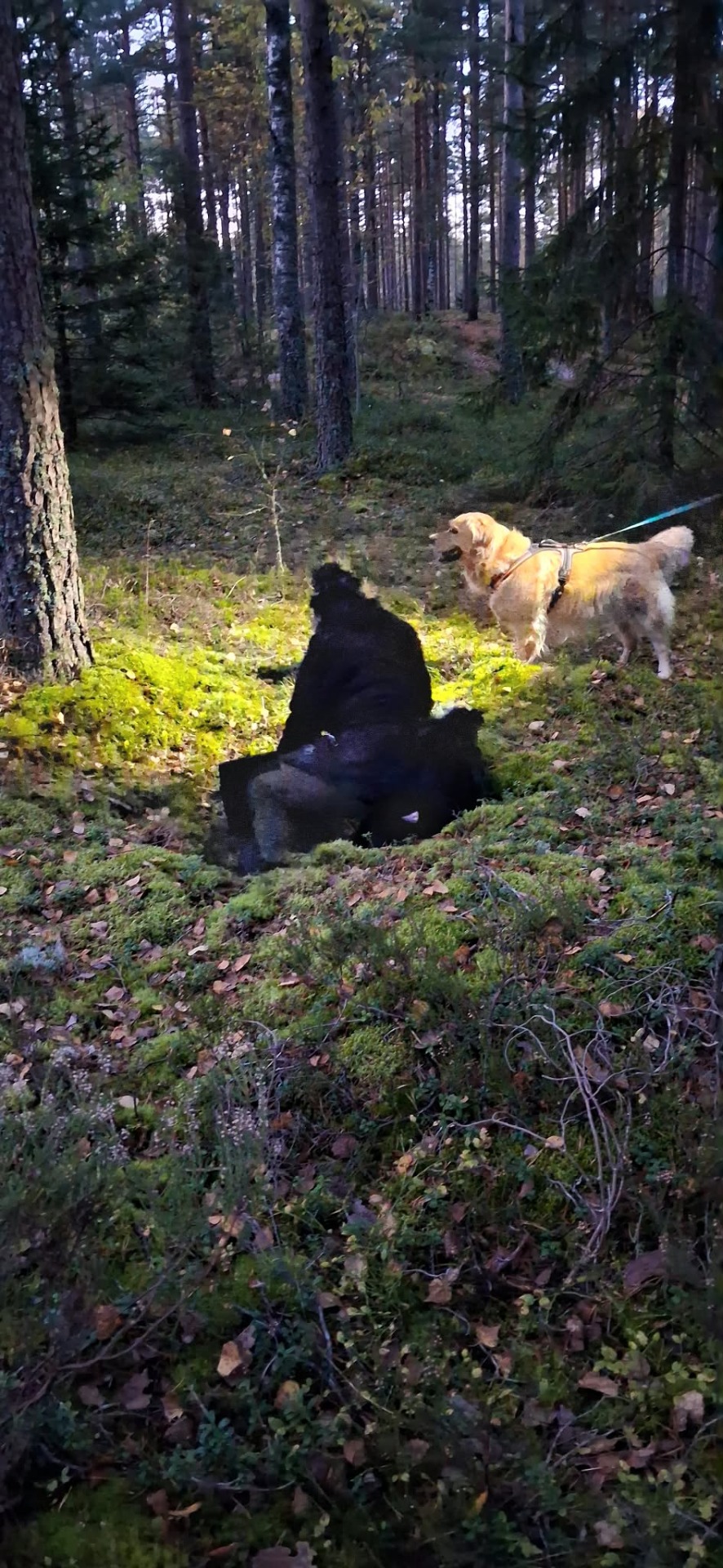 Vaikka näkyvyys heikkenee hämärässä, koira rakentaa käsitystään ympäristöstä myös hajujen, äänten ja aikaisempien kokemusten avulla. Kuvassa henkilöetsintäharjoitus syksyisessä hämärässä.